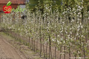 Sander - flowering trees