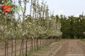Sander - flowering trees
