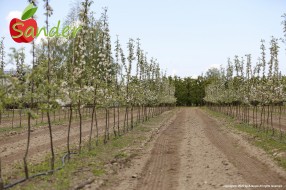 Sander - flowering trees