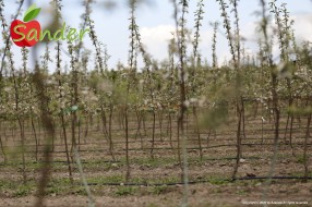 Sander - flowering trees