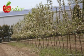 Sander - flowering trees