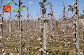 Sander - flowering trees