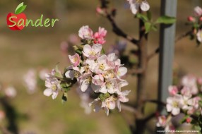 Sander - flowering trees