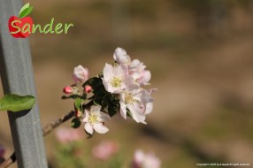 Sander - flowering trees