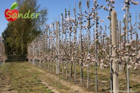 Sander - flowering trees