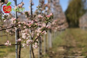 Sander - flowering trees