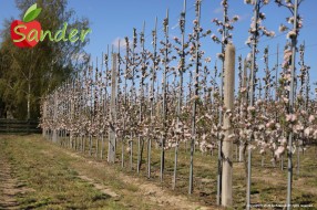 Sander - flowering trees