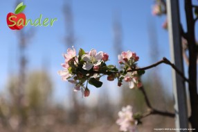 Sander - flowering trees