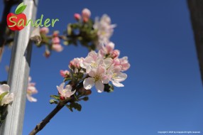 Sander - flowering trees