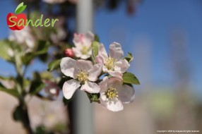 Sander - flowering trees