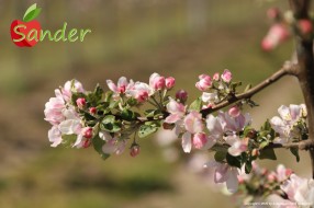 Sander - flowering trees