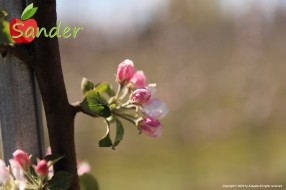 Sander - flowering trees