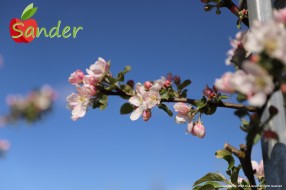 Sander - flowering trees