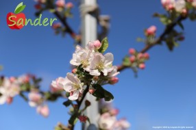 Sander - flowering trees