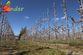 Sander - flowering trees