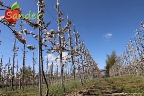 Sander - flowering trees