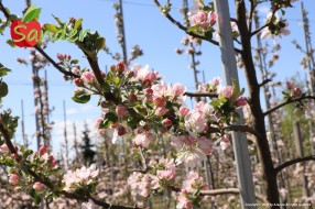Sander - flowering trees