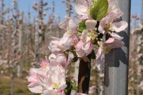 Sander - flowering trees