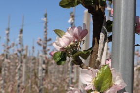 Sander - flowering trees